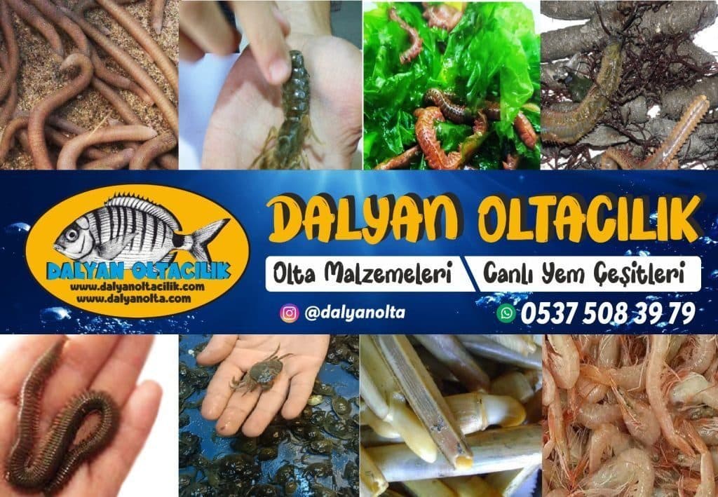 Hedef Balığa Uyum: Yem ve Dip Takımı Seçimi Nasıl Yapılmalı?